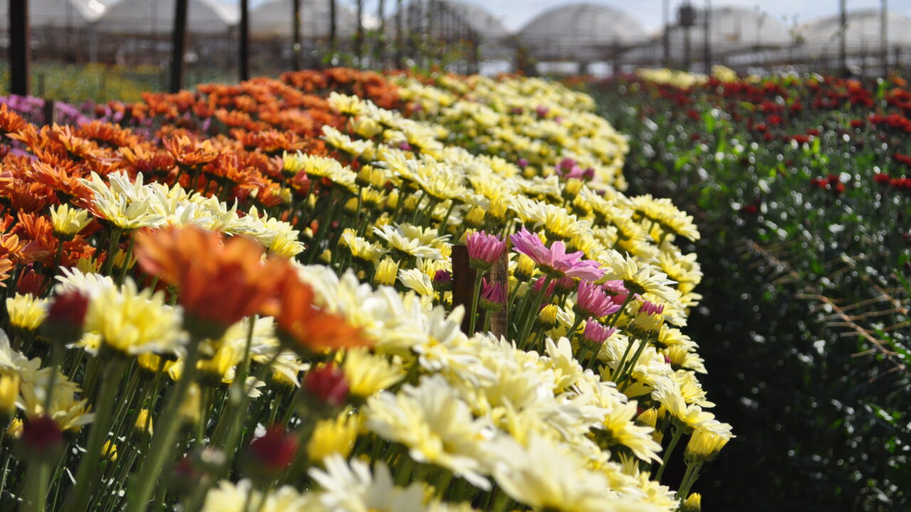 Floricultor holandês ajudou a transformar uma cidade de 15 mil moradores em um dos melhores destinos do Brasil