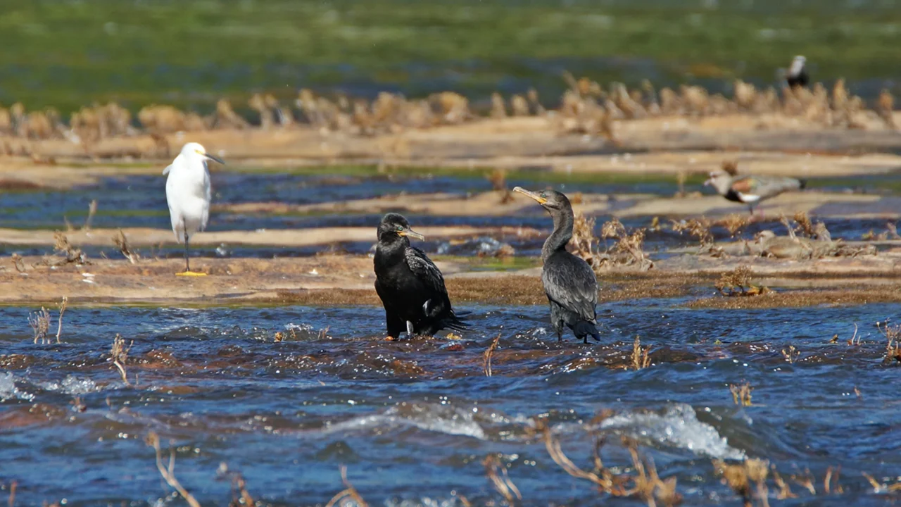Aripuanã, Mato Grosso - Uma hidrelétrica de 261 MW convive com cachoeiras de 100 metros nessa cidade amazônica onde 529 espécies de aves já foram registradas
