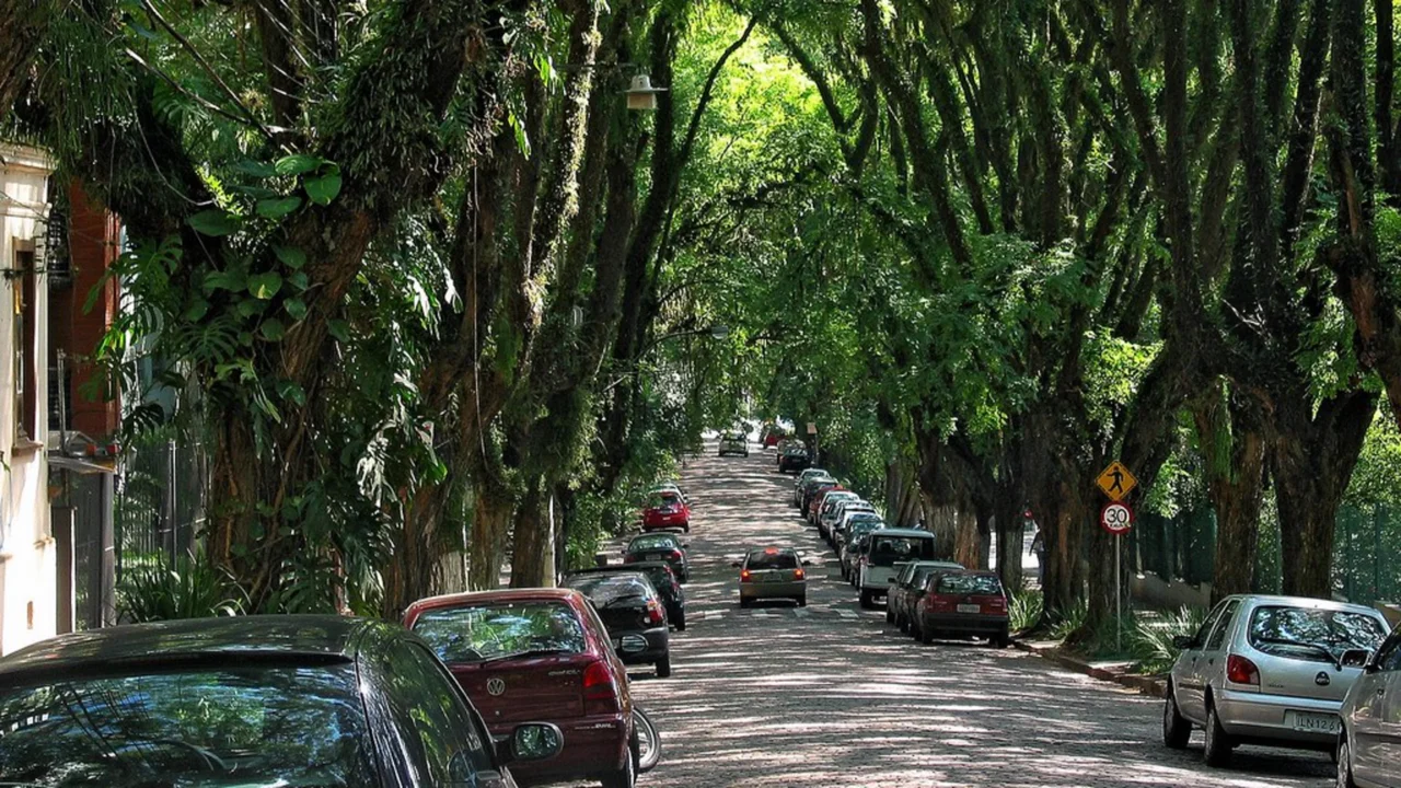 Rua Gonçalo de Carvalho forma um túnel verde em meio aos prédios //