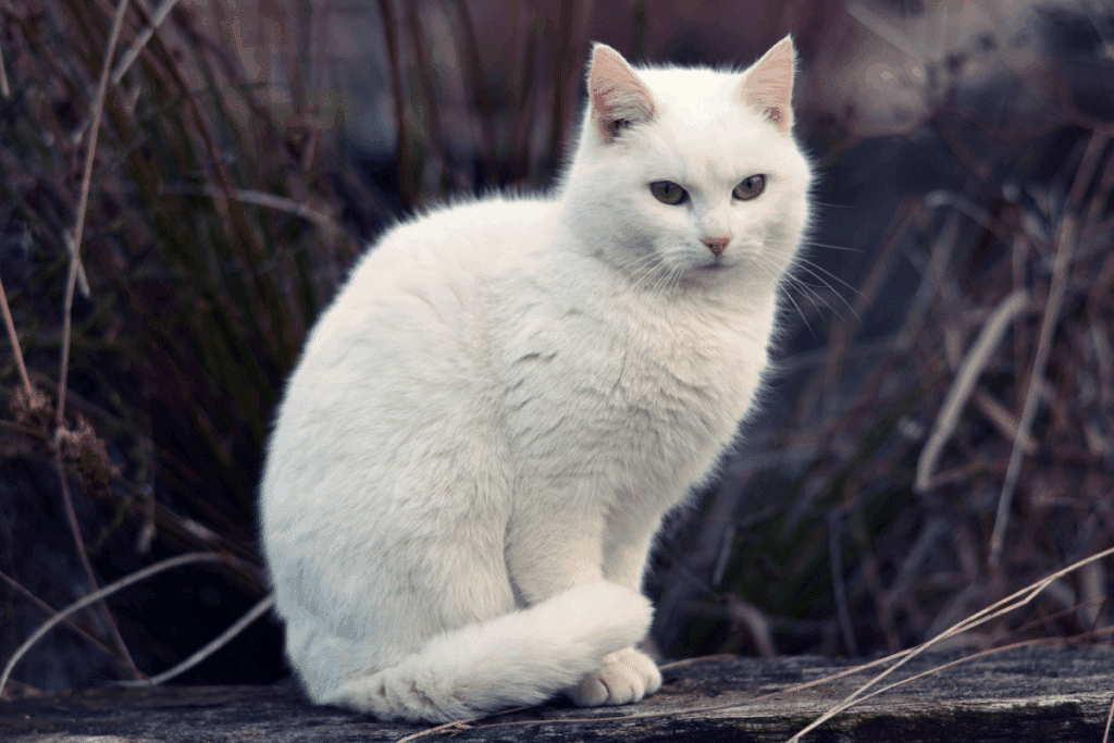 A Casa do Dragão: 10 nomes para gato inspirados nos personagens da série 