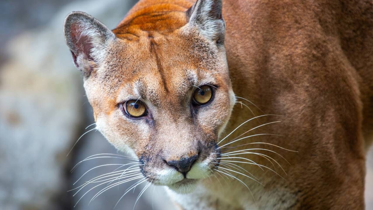 O retorno das onças-pardas a uma pequena reserva natural na Califórnia desencadeou uma reação em cadeia que transformou o comportamento dos animais e fez a vegetação se recuperar rapidamente