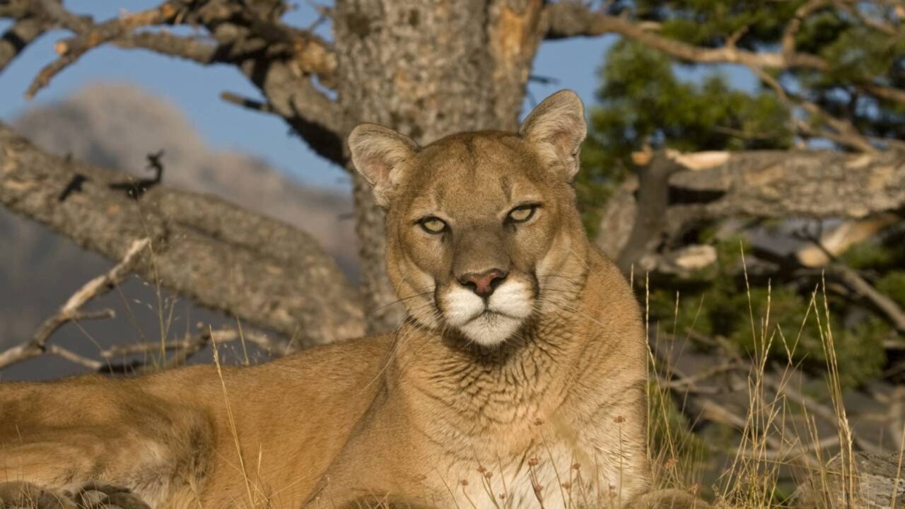 O retorno das onças-pardas a uma pequena reserva natural na Califórnia desencadeou uma reação em cadeia que transformou o comportamento dos animais e fez a vegetação se recuperar rapidamente