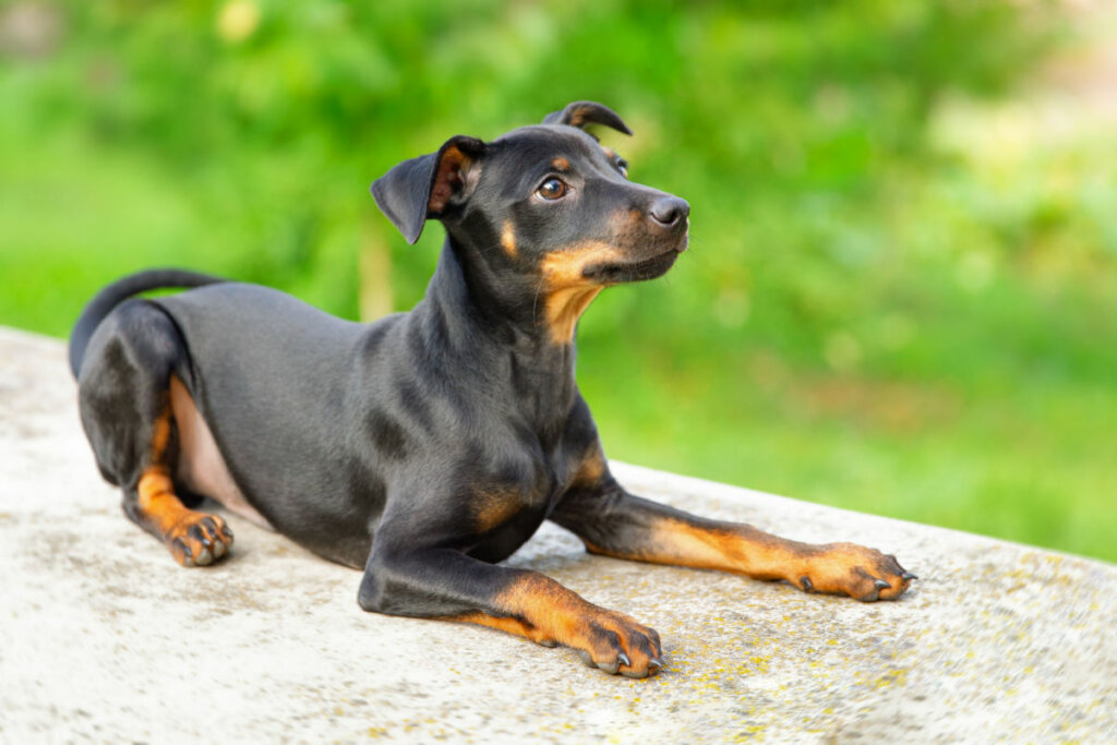 Vai adotar um pinscher? Veja 20 nomes inspirados em filmes e séries