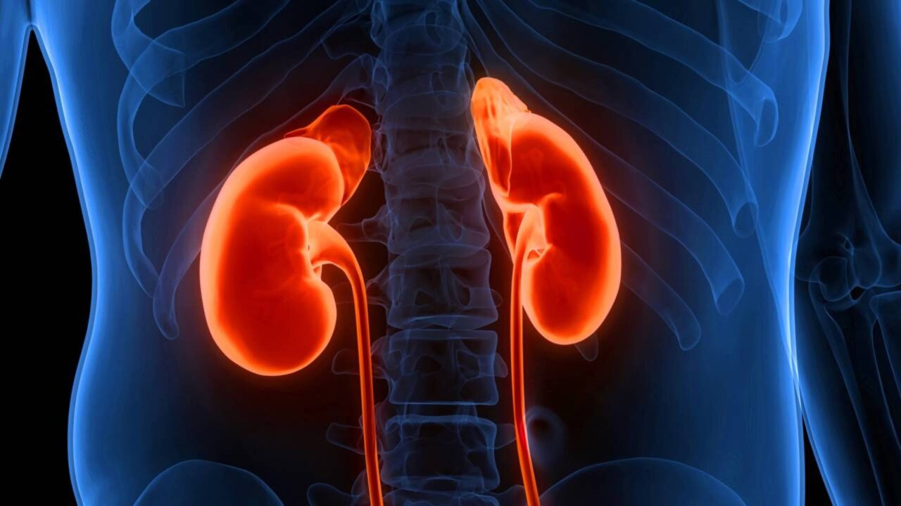Os rins humanos filtram cerca de 180 litros de plasma por dia, e uma dieta continuamente rica em proteínas aumenta a pressão dentro de cada um de seus cerca de um milhão de néfrons