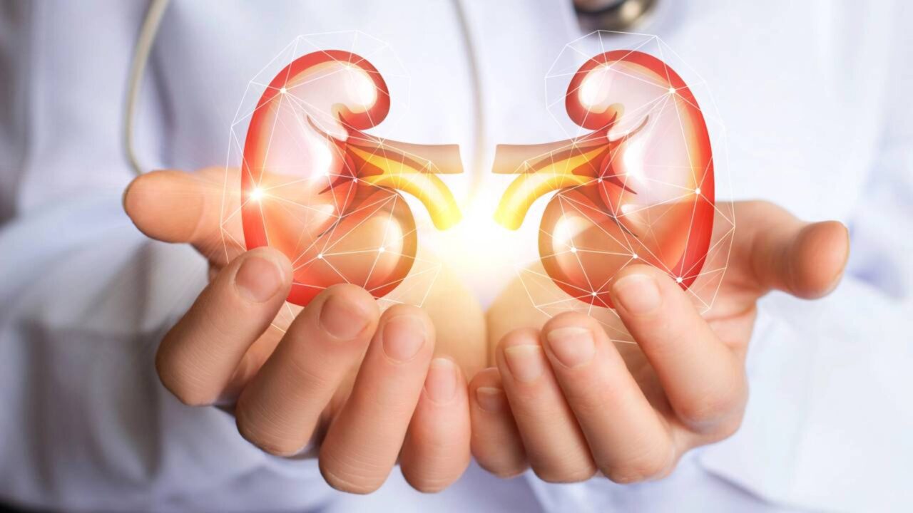 Os rins humanos filtram cerca de 180 litros de plasma por dia, e uma dieta continuamente rica em proteínas aumenta a pressão dentro de cada um de seus cerca de um milhão de néfrons