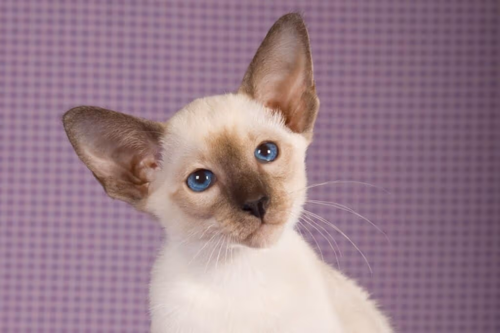 6 raças de gato que se destacam pelos olhos azuis 