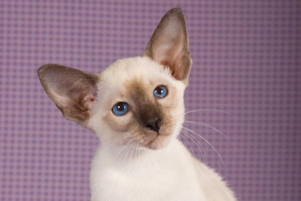 6 raças de gato que se destacam pelos olhos azuis 