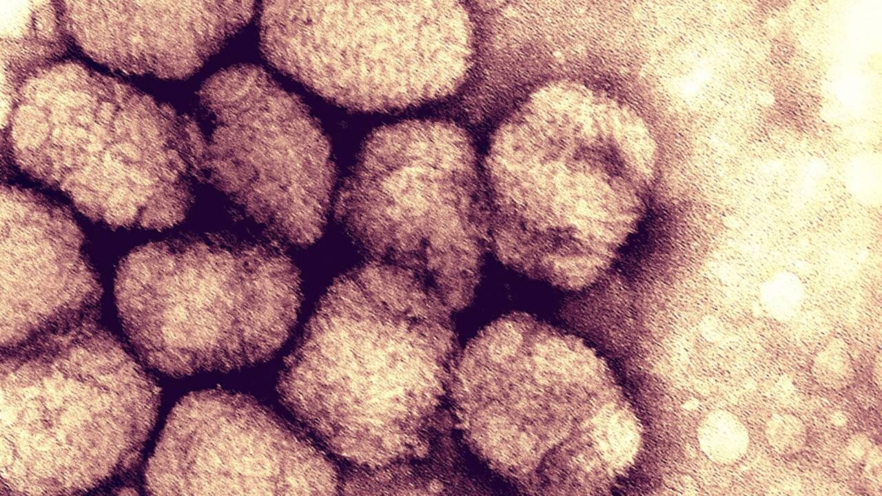 Após pelo menos três milênios devastando a humanidade, a varíola tornou-se a primeira doença humana oficialmente erradicada pela Organização Mundial da Saúde em 1980