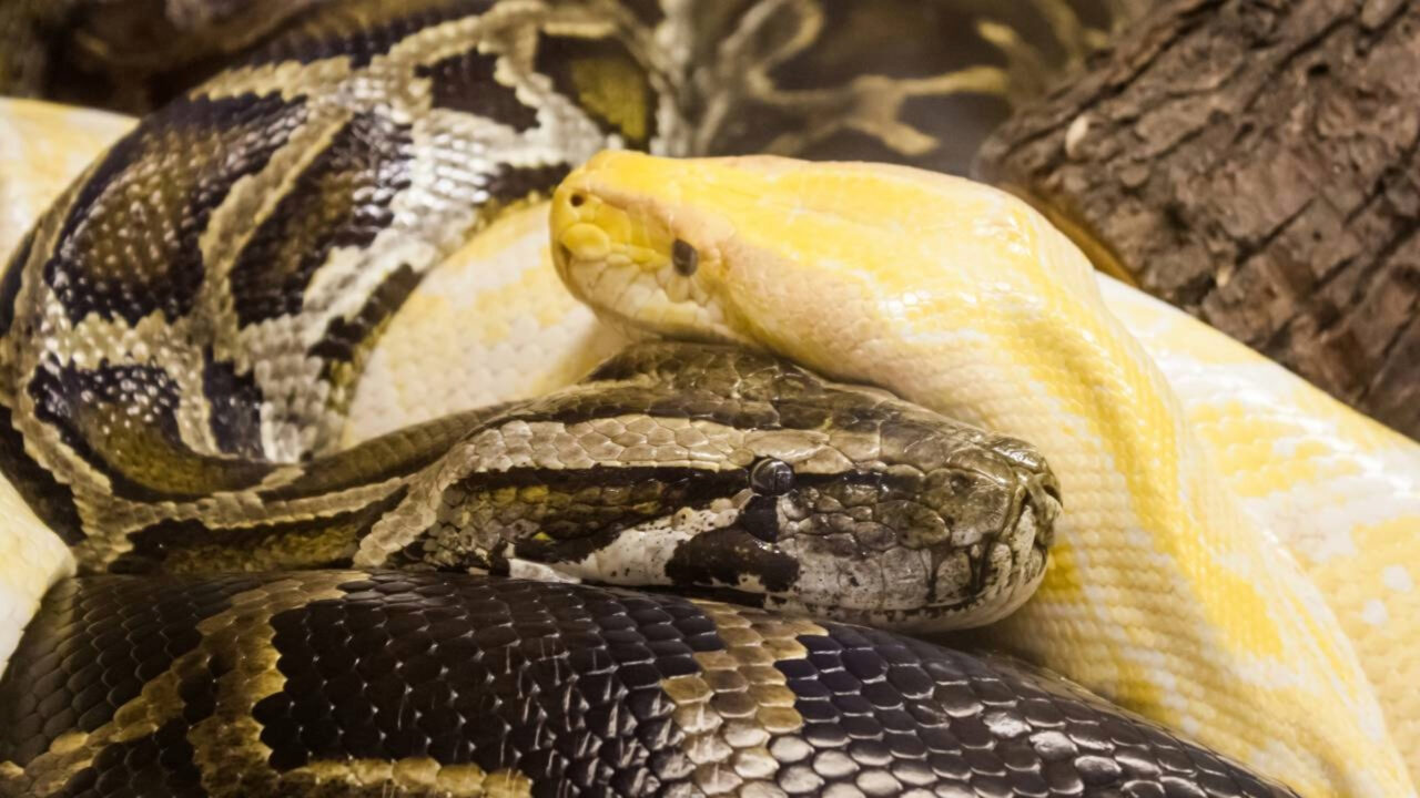 907 caçadores, 280 cobras em dez dias e 9.200 euros em prêmios é dessa forma que a Flórida tenta deter a praga das pítons birmanesas