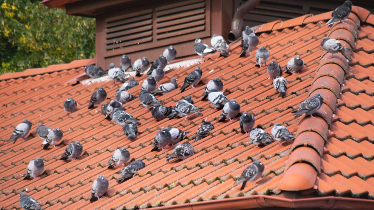 Adeus aos pombos no telhado esse truque caseiro ajuda a manter os pássaros longe do jardim