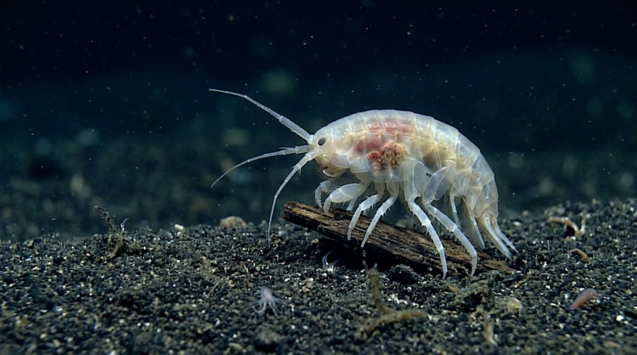 Organismos impressionantes que desafiam a pressão extrema do oceano