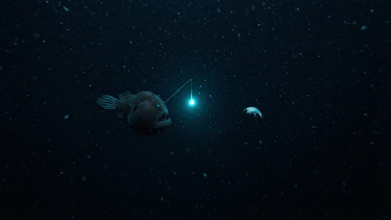 Este peixe vive no escuro com uma vara luminosa na cabeça e usa bactérias para acender a própria armadilha
