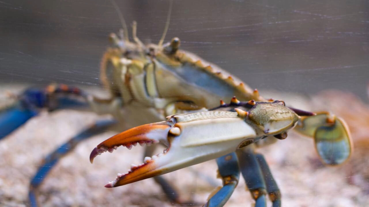 Caranguejo-azul-americano invade lagoas italianas. Agora, os pescadores estão à procura de novas profissões