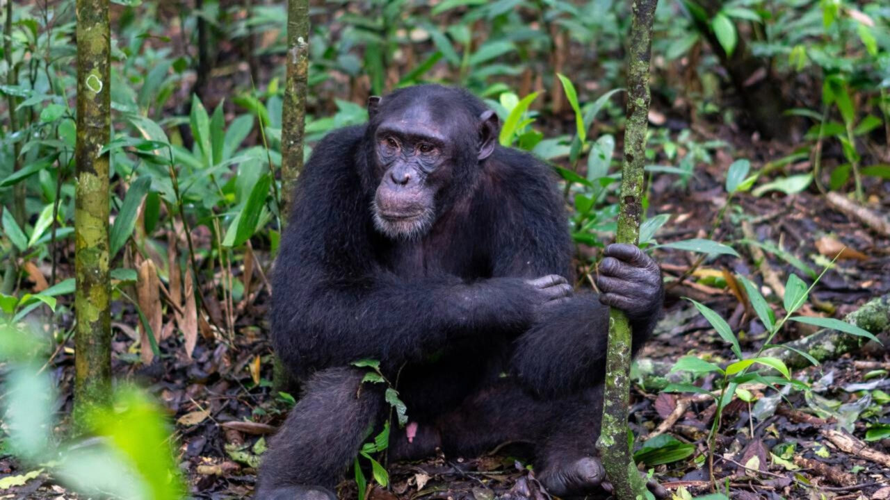 Chimpanzés jogam pedras na mesma árvore há mais de uma década; o que dizem os cientistas sobre esse comportamento