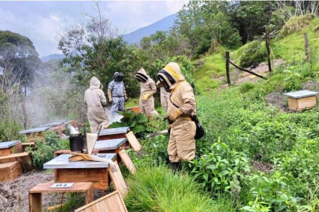 Colômbia plantou 97.000 árvores para recuperar suas florestas de alta montanha. A reviravolta aconteceu ao colocar mais de 190 colmeias e transformar abelhas em aliadas de 577 hectares restaurados
