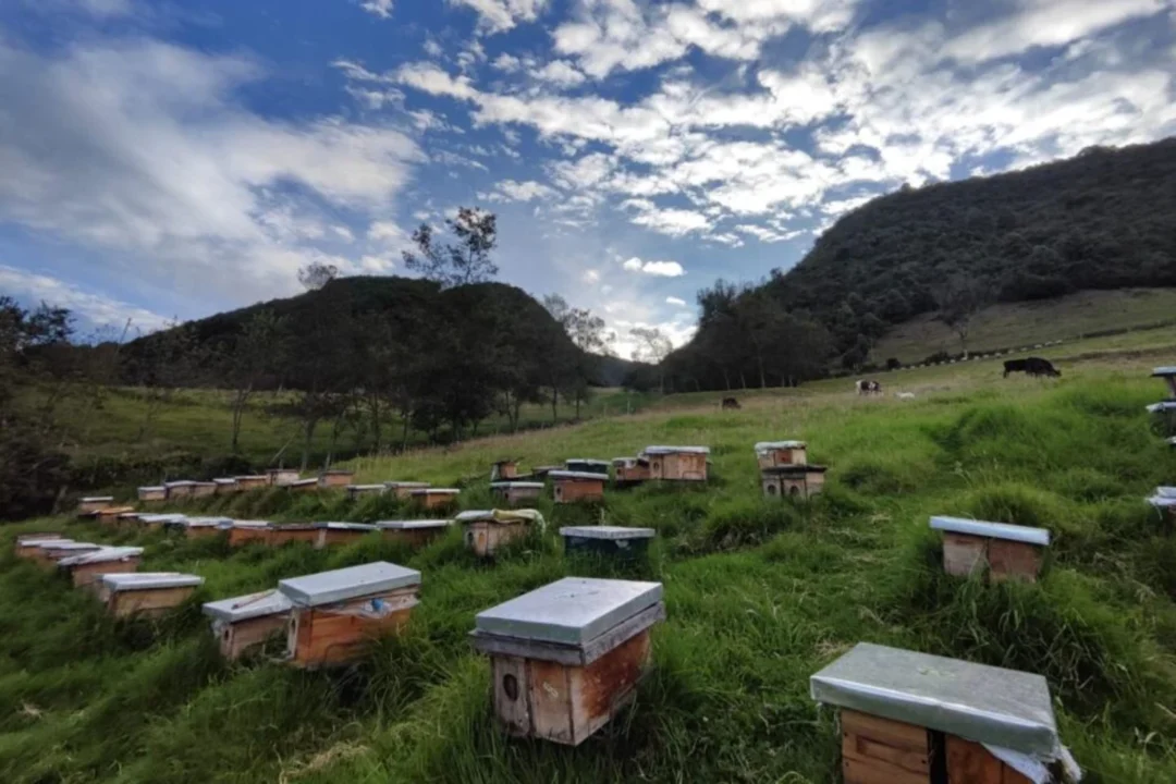 Colômbia plantou 97.000 árvores para recuperar suas florestas de alta montanha. A reviravolta aconteceu ao colocar mais de 190 colmeias e transformar abelhas em aliadas de 577 hectares restaurados