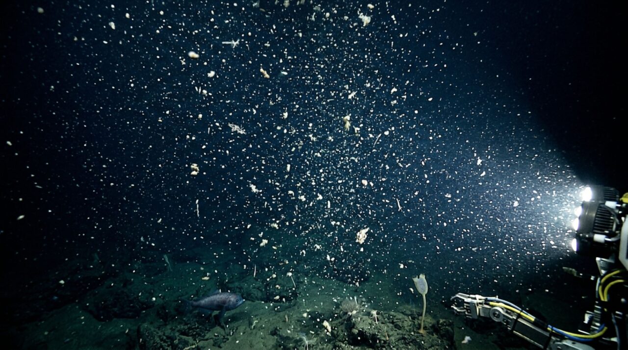 Existe uma espécie de neve caindo continuamente dentro do oceano, e parte dela consegue atravessar 4.000 metros de água em apenas uma semana