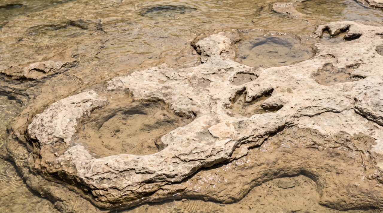 Pegadas de dinossauros feitas há 113 milhões de anos no Texas sobreviveram porque lama costeira secou, foi coberta por sedimentos e virou rocha, até a erosão do rio Paluxy expor novamente trilhas de saurópodes e terópodes