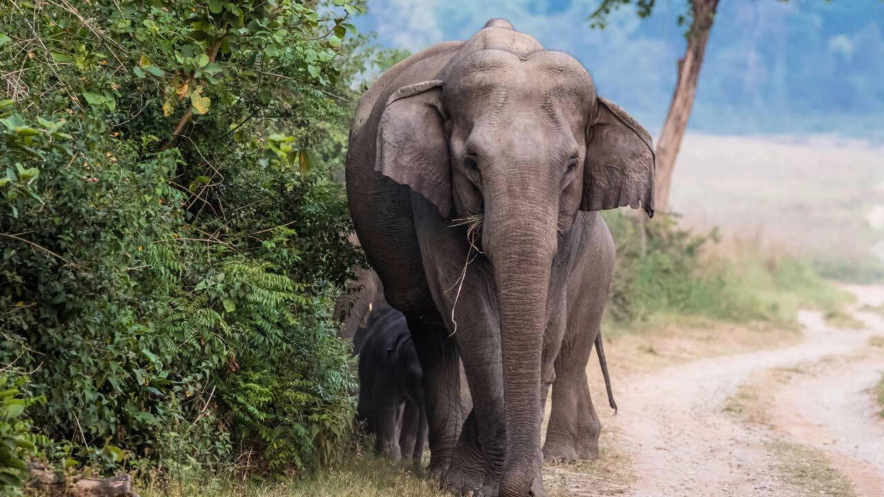 Elefante invade vila, assusta moradores e vira atração durante operação de resgate
