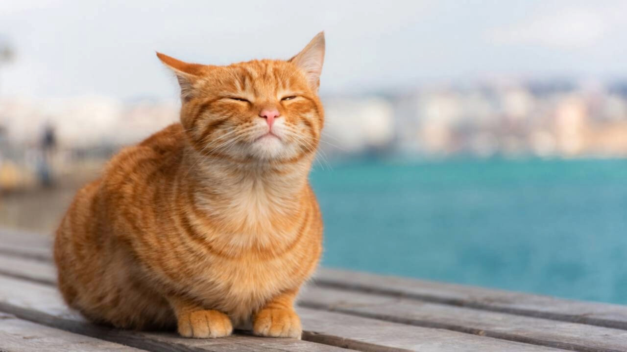 Eles estão procurando voluntários para viver de graça em uma ilha grega em troca de passarem 5 horas por dia cuidando de gatos abandonados