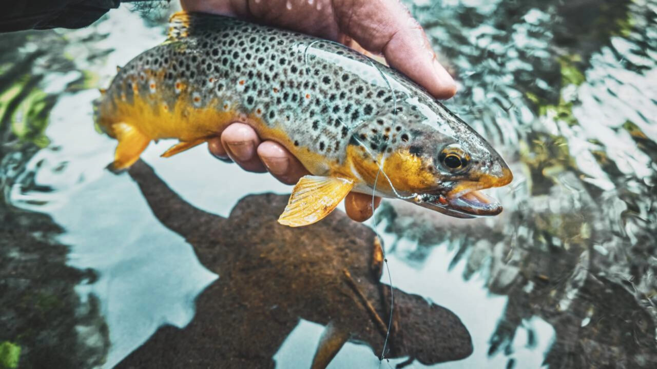 Em 1867, a Nova Zelândia introduziu a truta marrom para a prática da pesca esportiva; Mais de 60 milhões foram liberados até 1921, e o invasor posteriormente causou extinções locais e fragmentação das populações de peixes nativos