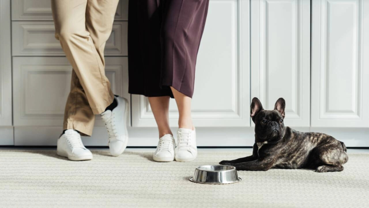 Especialistas em comportamento de cães concordam Cumprimentar seu cachorro ao entrar em casa é a semente da má educação