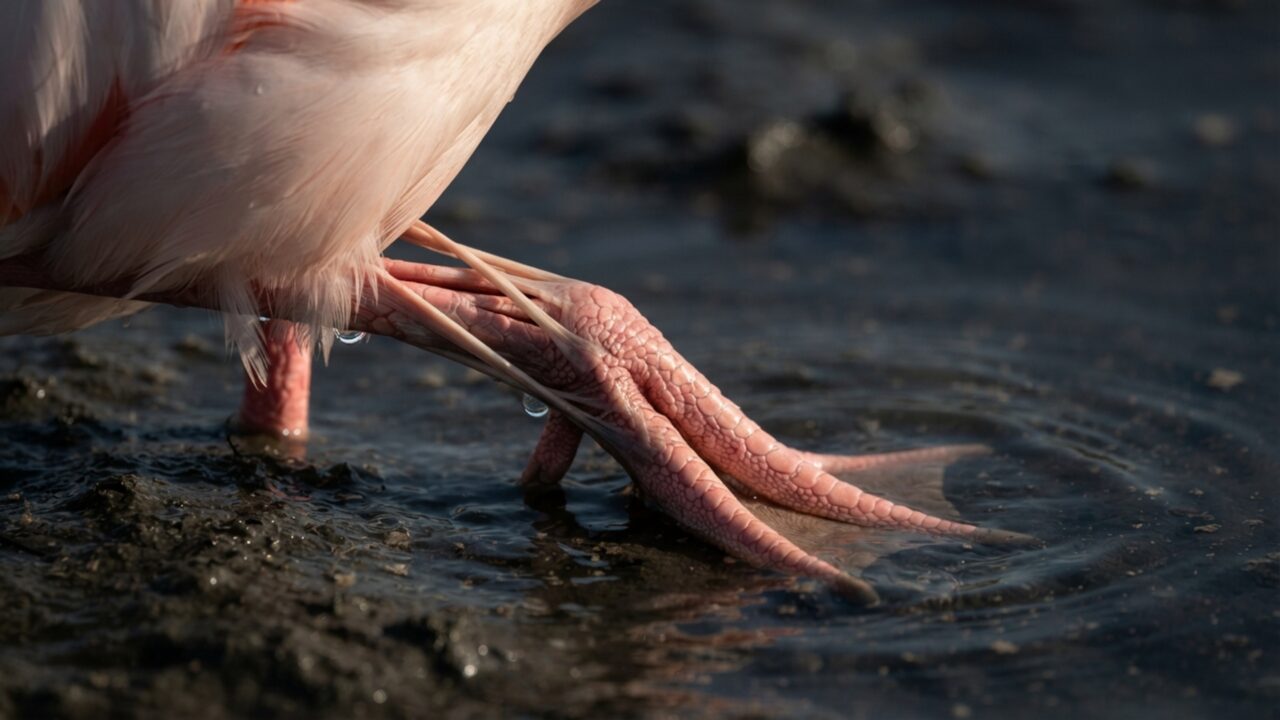 Flamingos conseguem sustentar o corpo em uma perna com pouca atividade muscular graças à própria anatomia