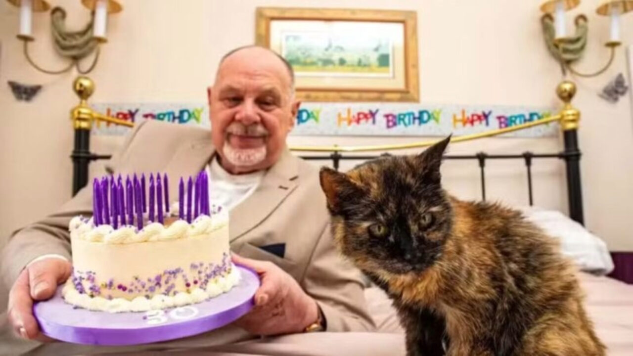 Gata mais velha do mundo chega aos 146 anos humanos e mira título no Guinness, o Livro dos Recordes