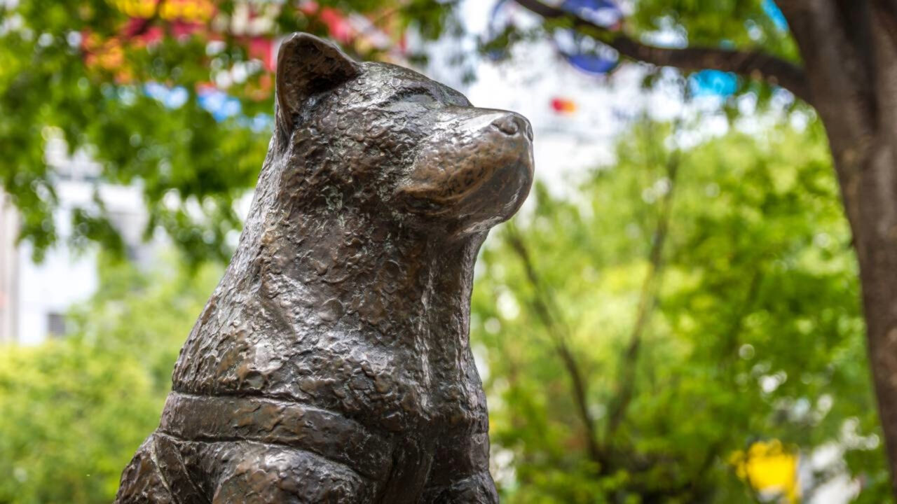 Hachiko, o famoso cachorro japonês que esperou por anos pelo seu dono, recebe homenagem histórica