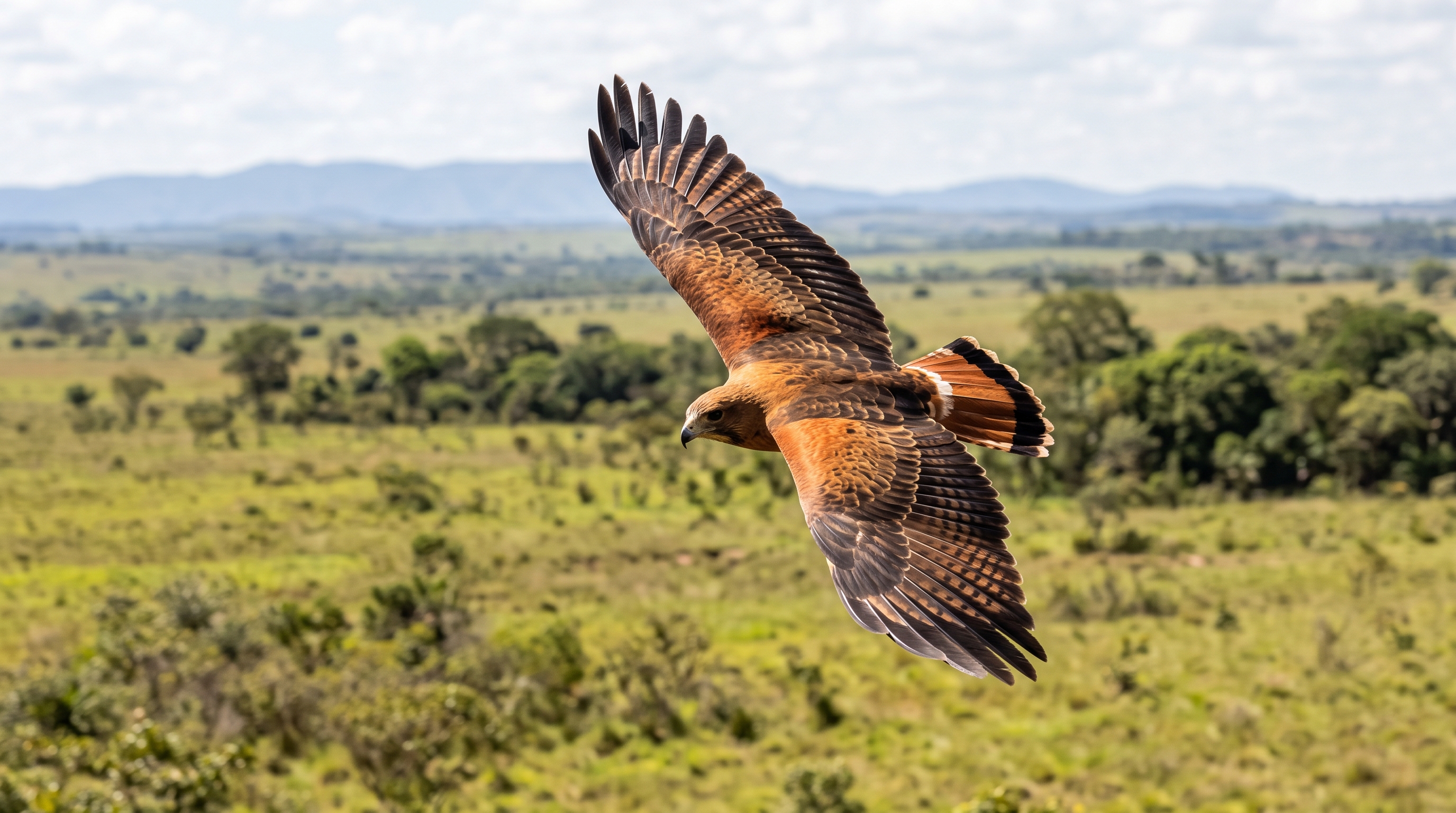 O predador voador de garras afiadas que usa o fogo de queimadas naturais para assustar presas no solo e capturá-las em fuga