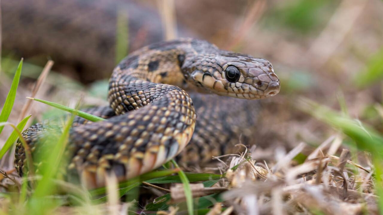 Que espécie de cobra é essa que apareceu no meu quintal?
