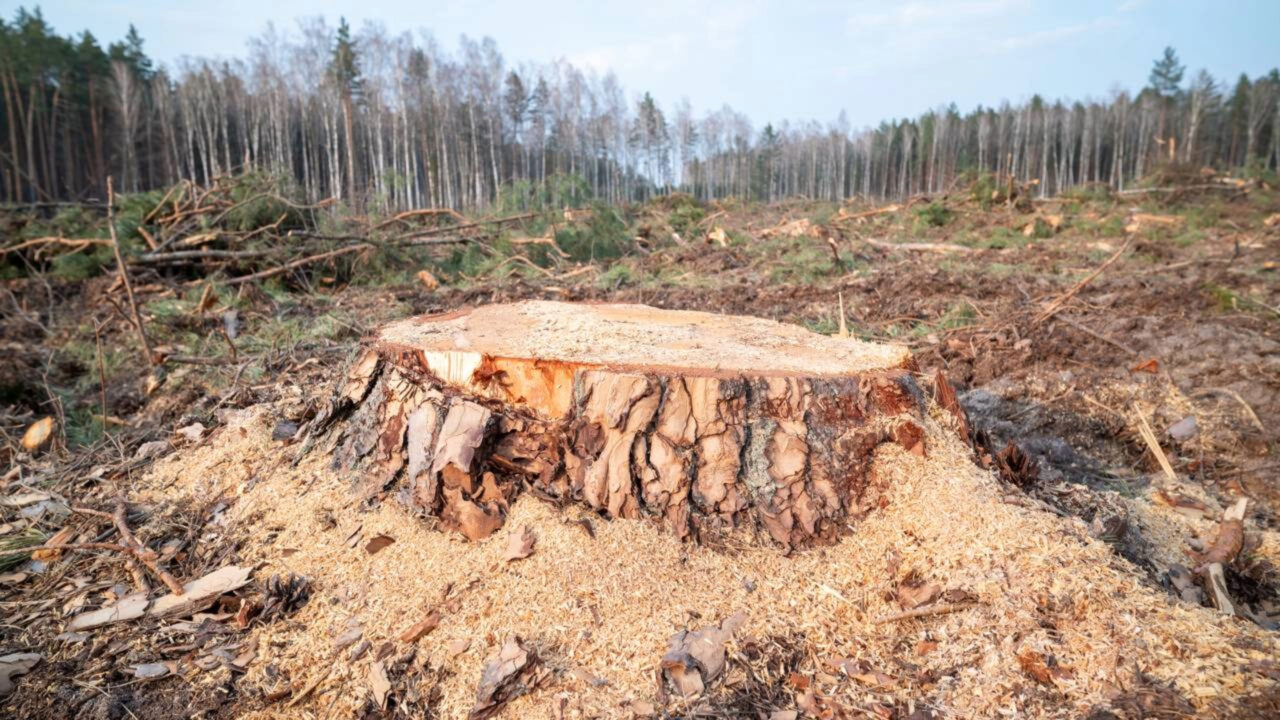 Homem corta árvores em uma área protegida e acaba condenado a pagar €46.000 por destruir o habitat de um anfíbio protegido
