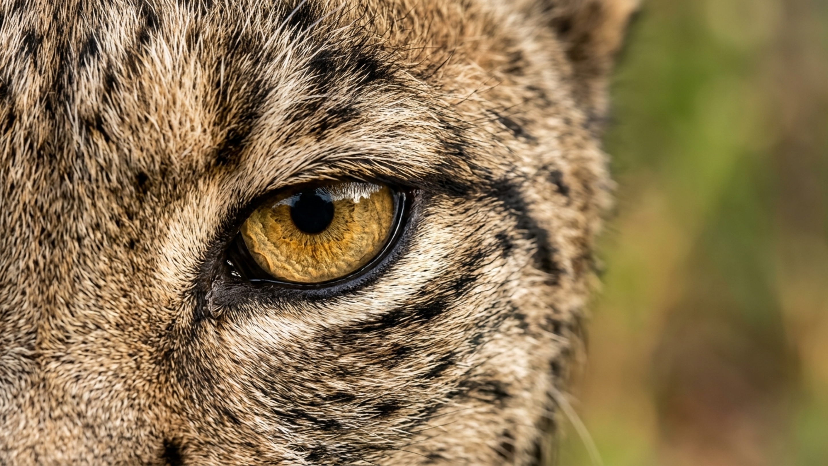 Felino que chegou perigosamente perto de desaparecer ultrapassa marco histórico e começa a recuperar territórios perdidos - QTU Questões do Universo