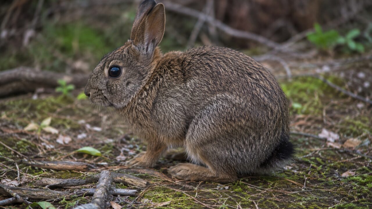 Espécie considerada extinta há mais de 120 anos volta às montanhas e emociona conservacionistas com retorno inesperado