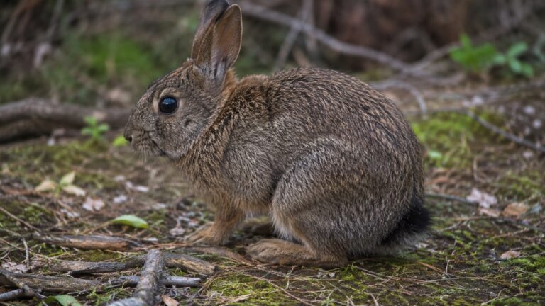 Espécie considerada extinta há mais de 120 anos volta às montanhas e emociona conservacionistas com retorno inesperado