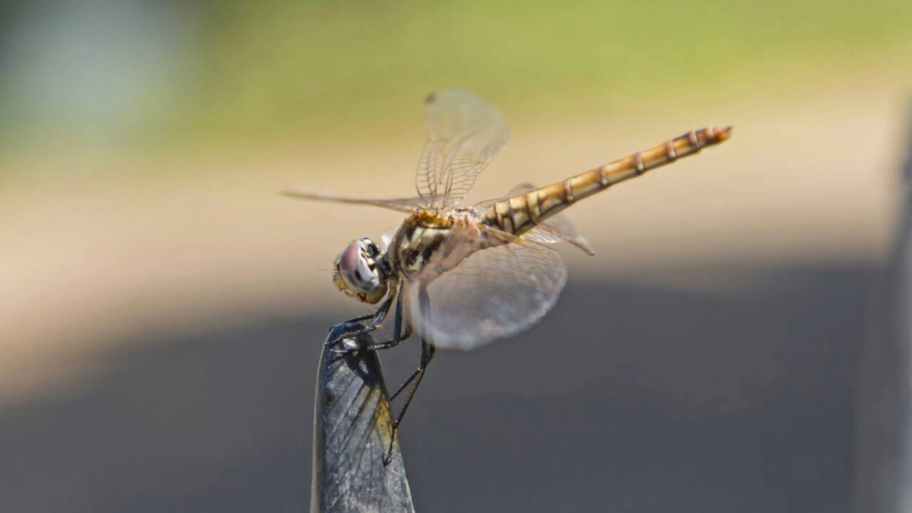A libélula de 4,5 centímetros capaz de atravessar oceanos e voar milhares de quilômetros