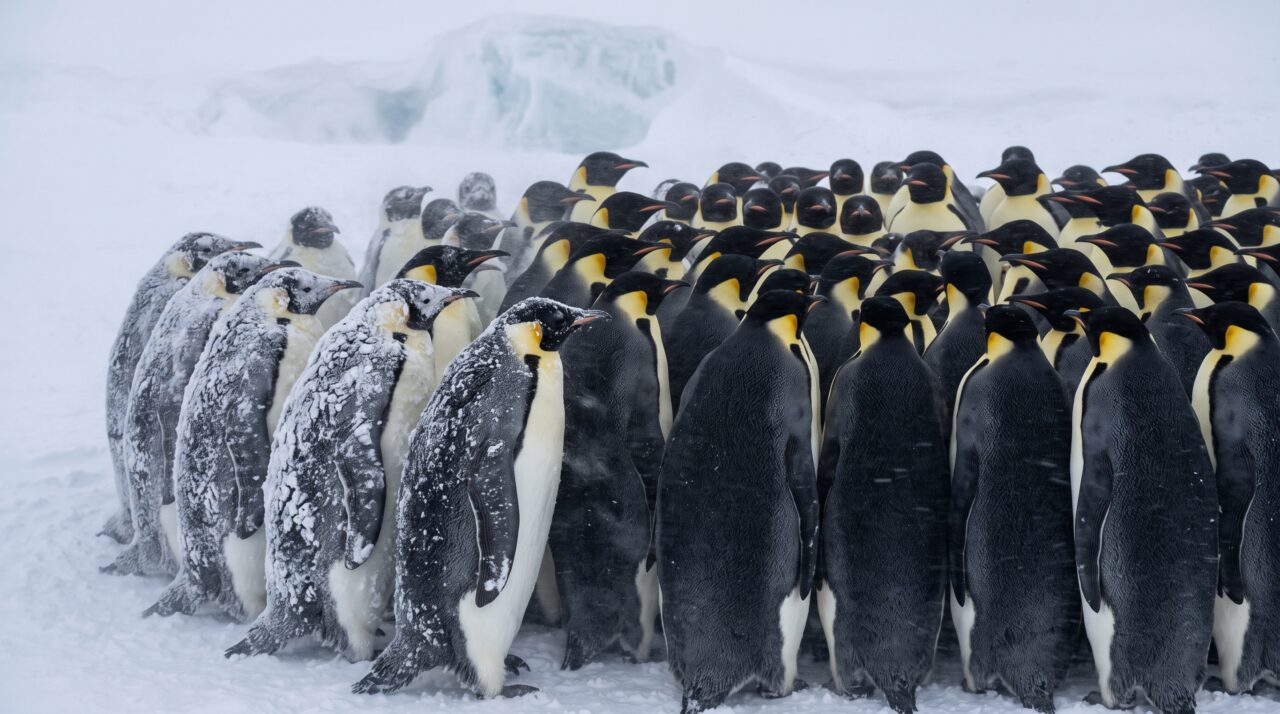 Pinguim-imperador macho passa cerca de 4 meses sem comer enquanto mantém o único ovo sobre os pés no inverno da Antártida, e a forma como ele enfrenta o frio depende de um comportamento coletivo pouco conhecido