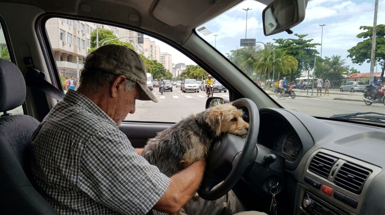 Motorista pode ser multado por levar o cachorro no colo e descobre que levar animais no carro pode render multa pesada