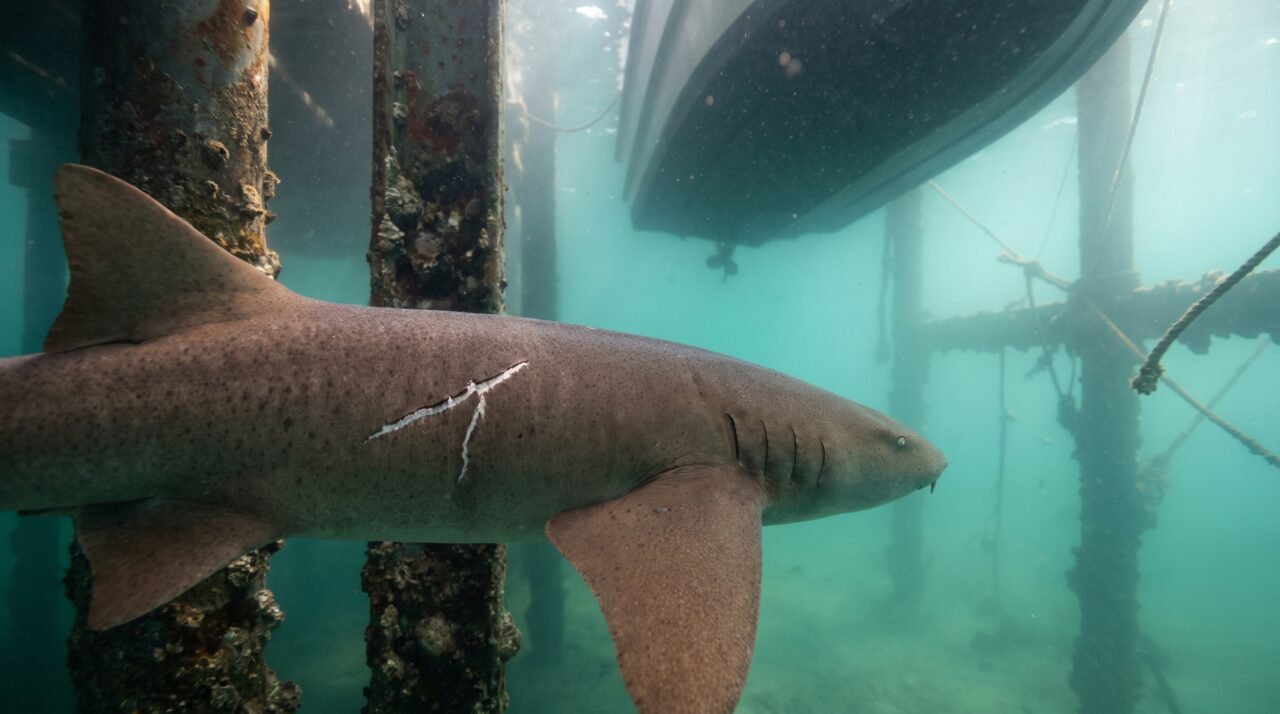 Durante dois meses, um pescador passou a reconhecer o mesmo tubarão-lixa por uma cicatriz na nadadeira. Veja o que fez o animal desaparecer por 18 dias