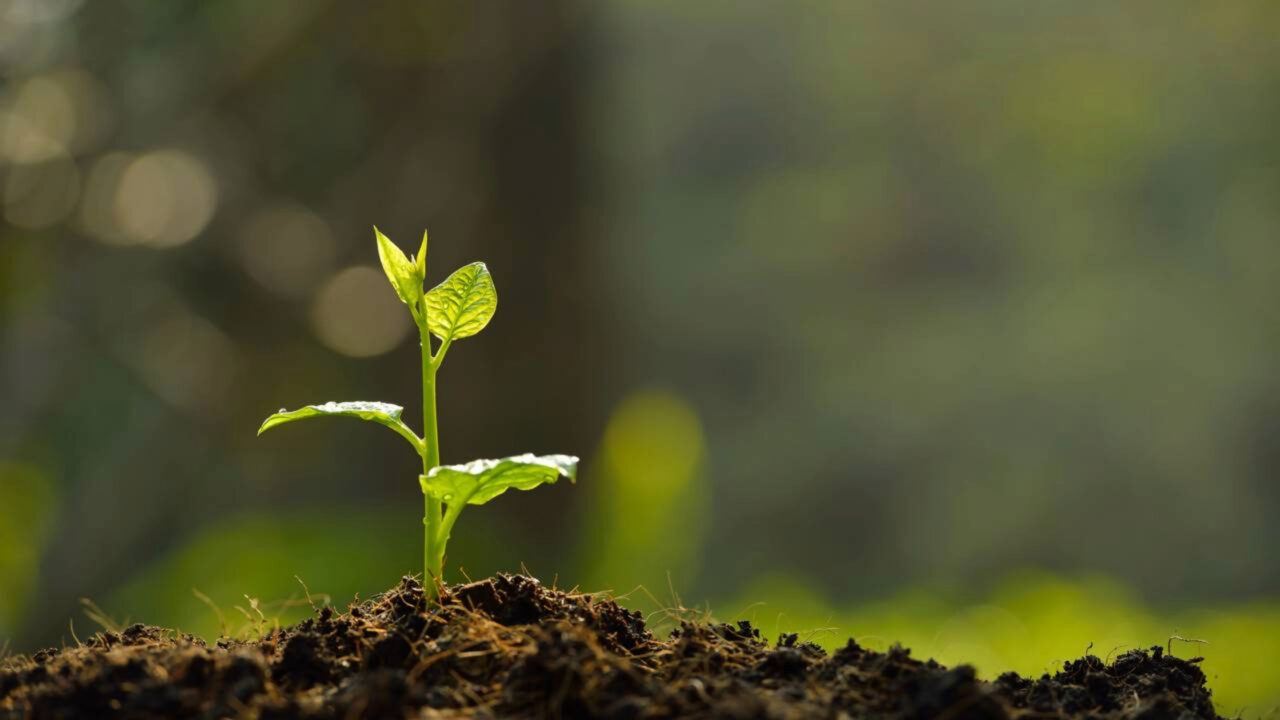 O que significa o ditado popular Não construa uma casa aos 50, não plante uma árvore aos 60 e não coloque roupas aos 70