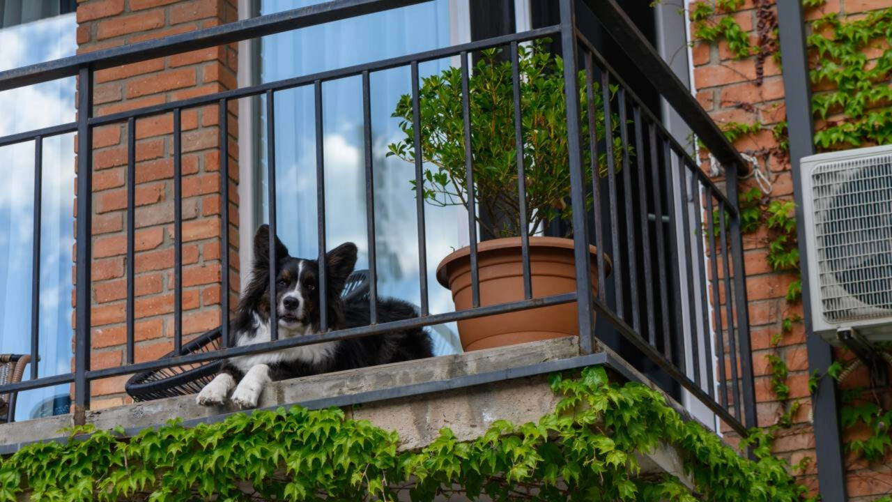 Oficialmente confirmado a lei que proíbe manter cães e gatos regularmente em varandas, porões, terraços e pátios entra em vigor