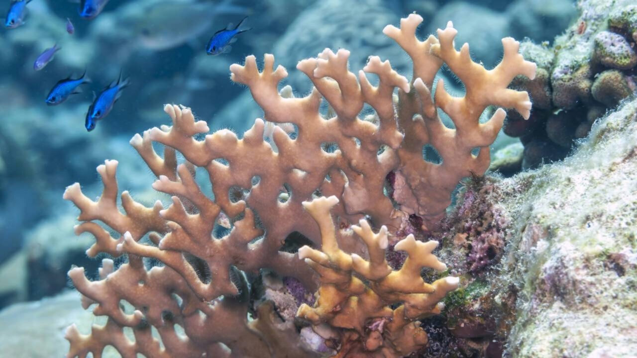 Os EUA jogaram 500.000 toneladas de conchas de ostra no oceano em 2007; quase duas décadas depois, elas criaram um habitat próspero para milhares de espécies marinhas
