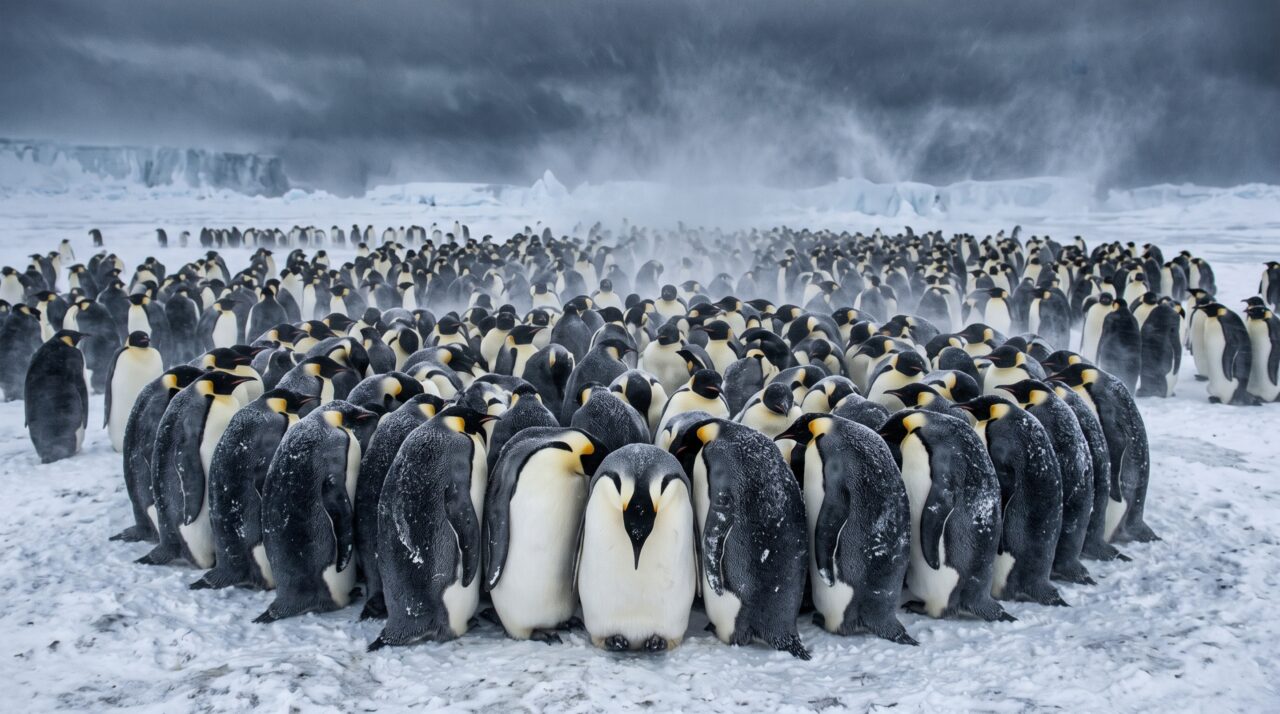 Pinguim-imperador macho passa cerca de 4 meses sem comer enquanto mantém o único ovo sobre os pés no inverno da Antártida, e a forma como ele enfrenta o frio depende de um comportamento coletivo pouco conhecido