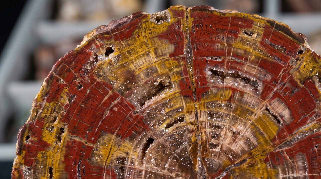 Árvores de mais de 200 milhões de anos no Arizona viraram quase quartzo porque troncos soterrados perderam matéria orgânica enquanto água rica em sílica ocupava suas células, preservando madeira em pedra com detalhes microscópicos