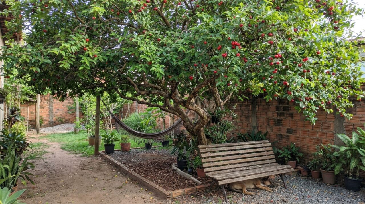 Árvore ideal para quintais pequenos, não racha o piso e muros e ainda oferece área livre de sol o ano todo