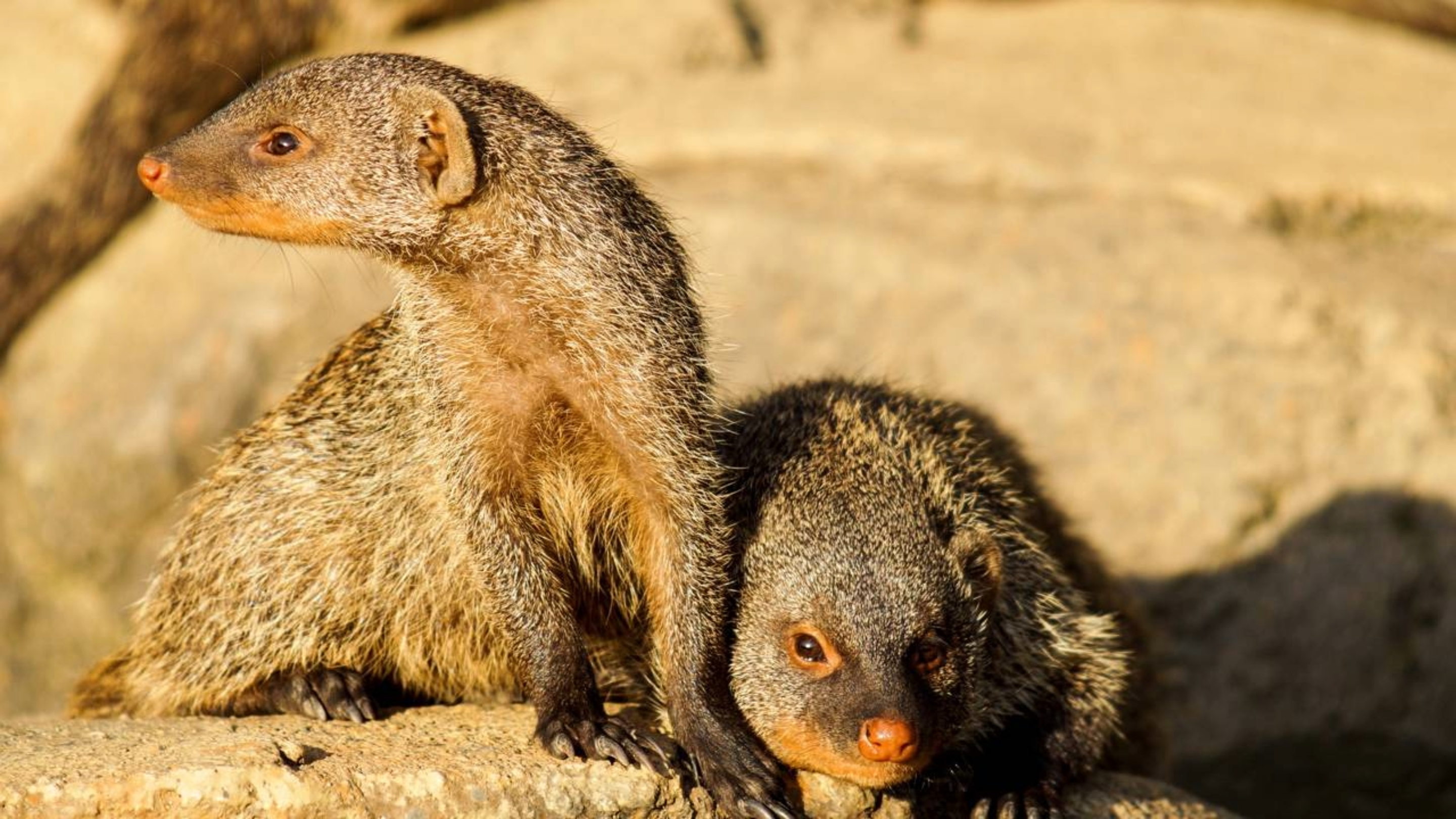 Porto Rico levou mangustos para exterminar os ratos nos canaviais: 150 anos depois, eles se tornaram o principal reservatório da raiva - QTU Questões do Universo