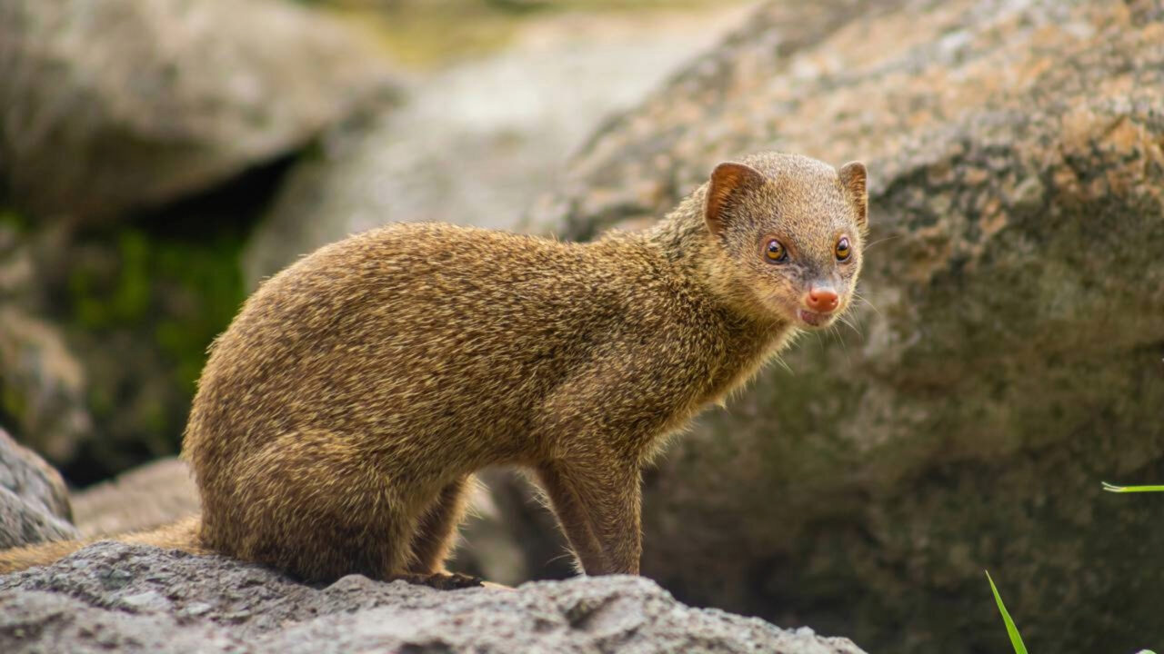 Porto Rico levou mangustos para exterminar os ratos nos canaviais 150 anos depois, eles se tornaram o principal reservatório da raiva
