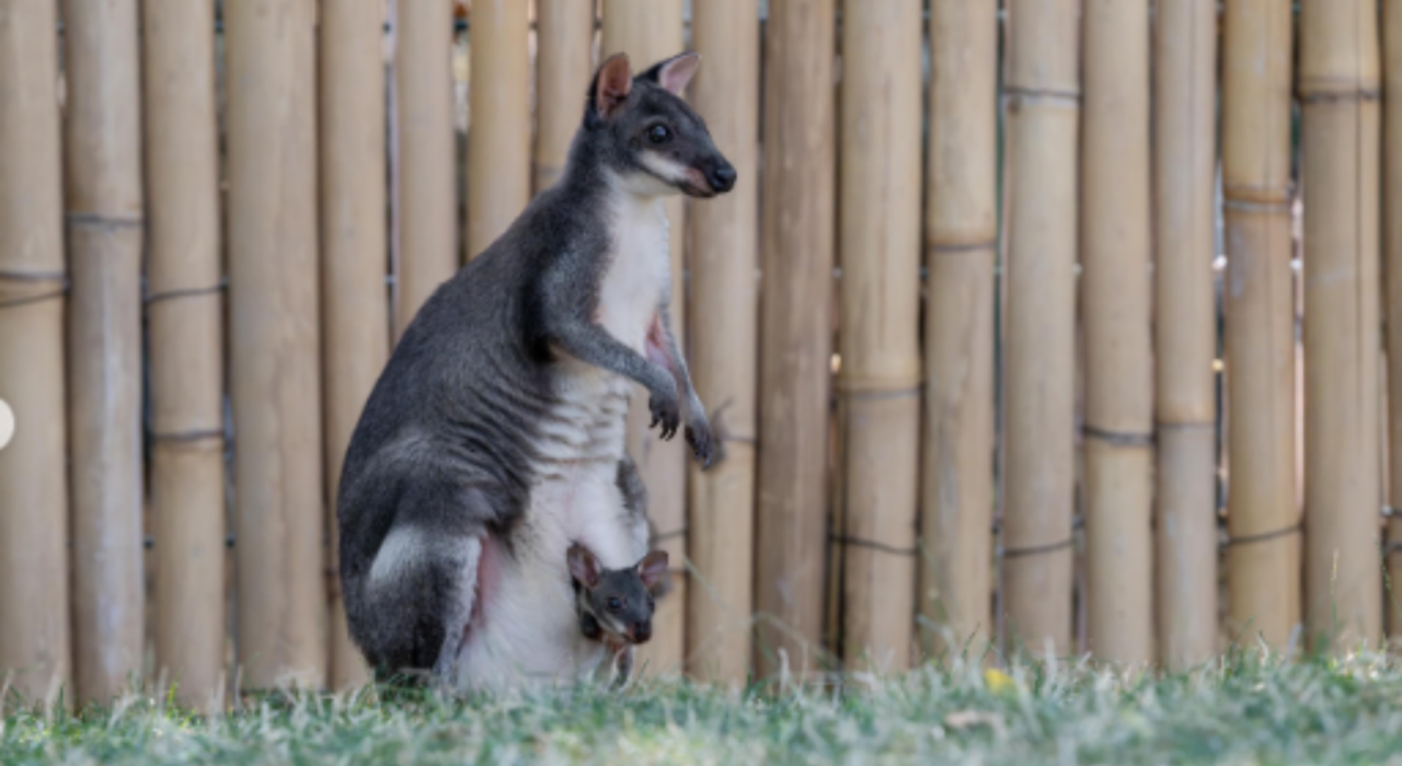 Primeira prole nasce no Zoológico de Colônia Filhote já está explorando o recinto
