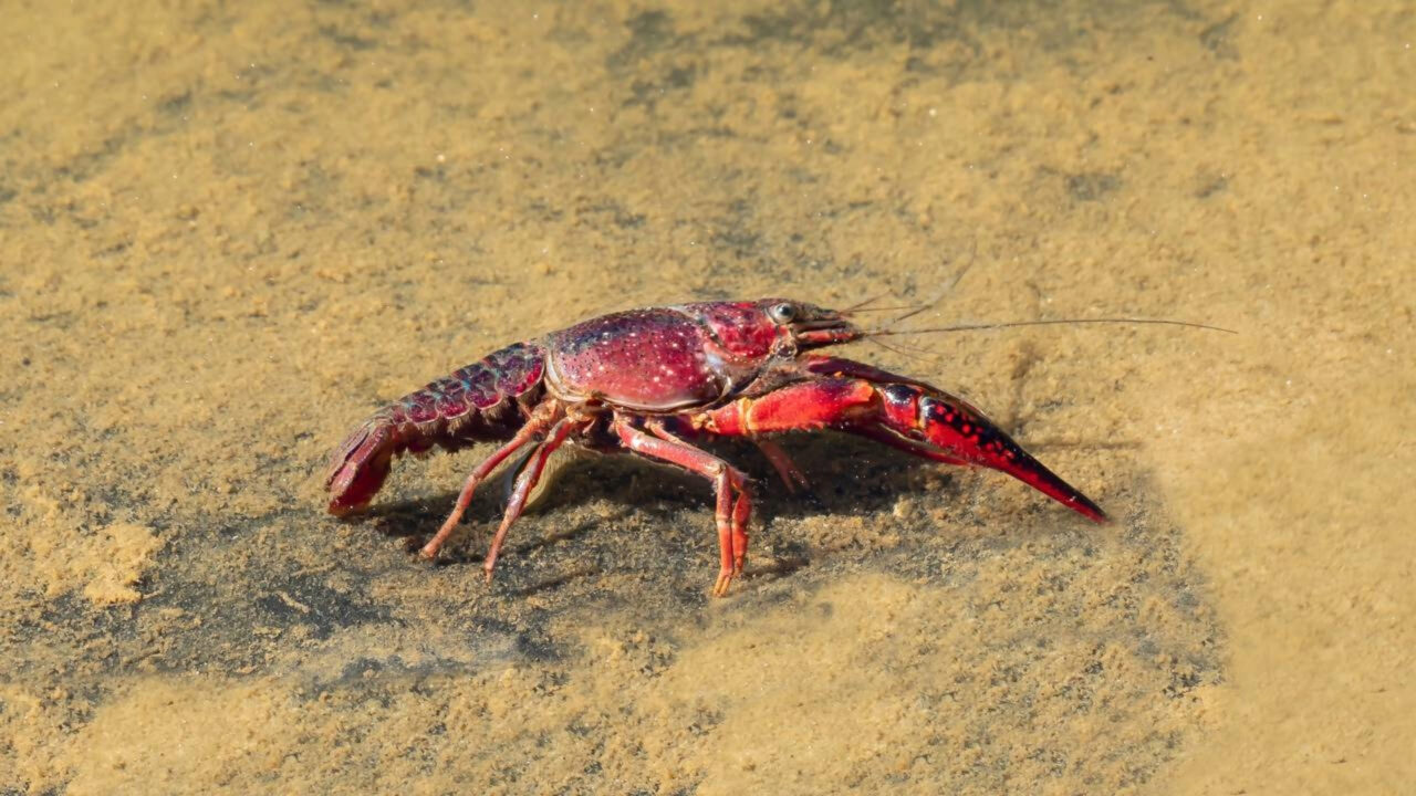 Espanha importou 2 toneladas de lagostim vermelho para agricultura: 50 anos depois, eles não conseguem removida a espécie