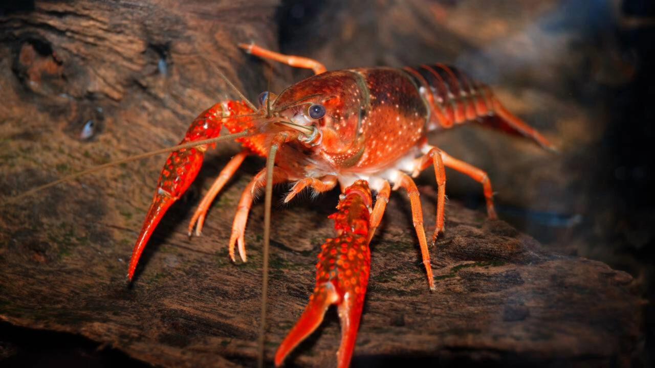 Espanha importou 2 toneladas de lagostim vermelho para agricultura: 50 anos depois, eles não conseguem removida a espécie